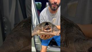 Saved this turtle from being hit by a car...
