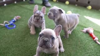 Norman Raber's French Bulldog Puppies by Mt Hope Puppies 313 views 3 days ago 1 minute, 31 seconds