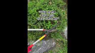 &quot;조경학과 실습 브이로그 | 전지작업 직접 해봤어요&quot; #대구공업대학교 #토목조경과 #조경실습 #전지작업 #전정실습  #DaeguTechUniversity