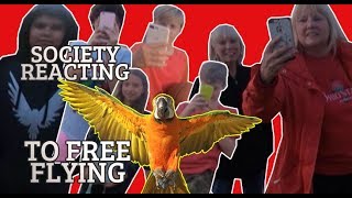 NEVER SEEN BEFORE ** PEOPLE REACTING TO MY PARROT FREE FLYING *they are amaze**