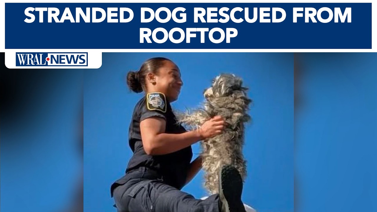Stranded dog rescued from rooftop - YouTube