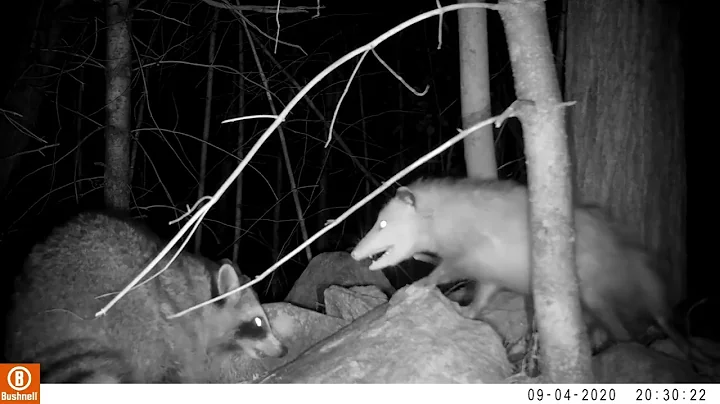 Wildlife version Rock Paper Scissors