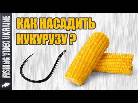 как насаживать кукурузу на крючок при ловле карпа