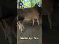 কুরবানির জন্য কিছু গরু প্রস্তুত হয়েছে 1