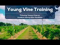 Thinning Young Vines to Produce Strong Spur Positions