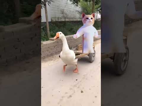 البطة جوجو البطة جوجو   