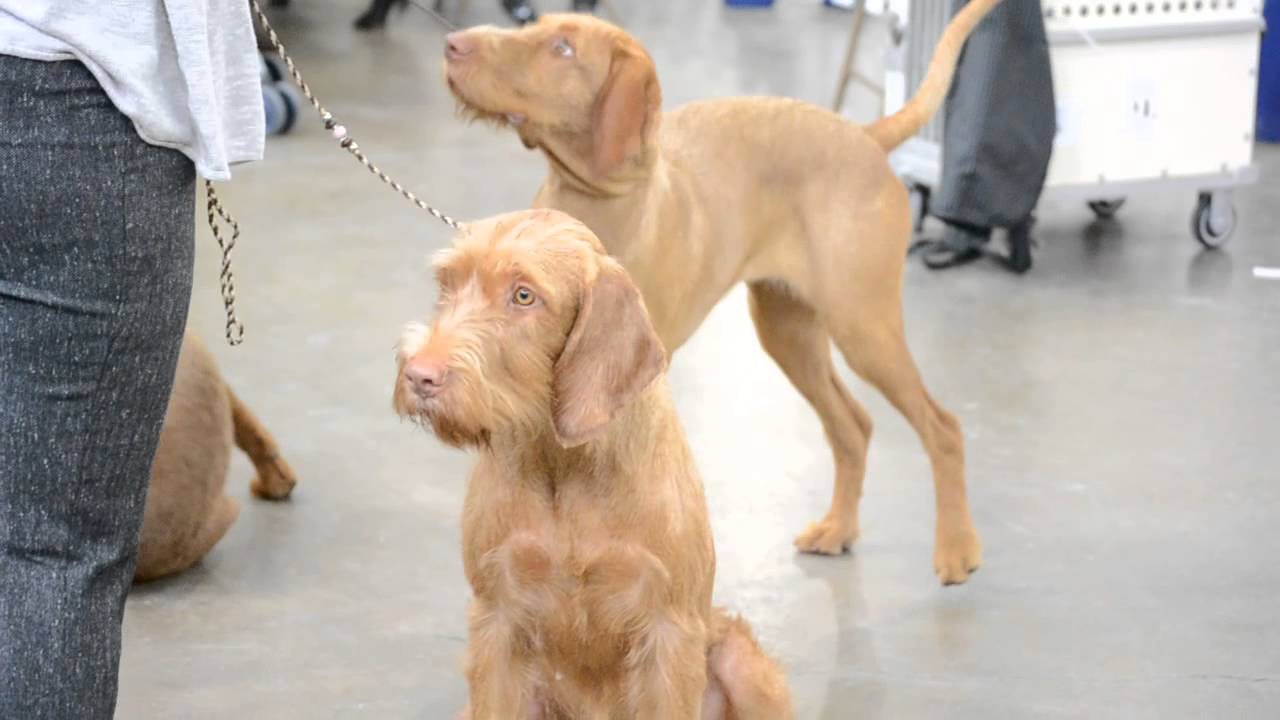 Wirehair Vizslas at Columbus Dog Show 2013 YouTube