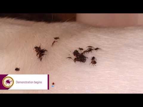 Effitix   ticks   Repellency Video