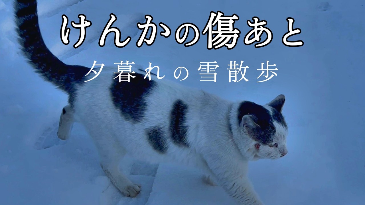【雪の庭散歩】ケンカ傷の治療後――シロが向かった先【オリジナルBGM】
