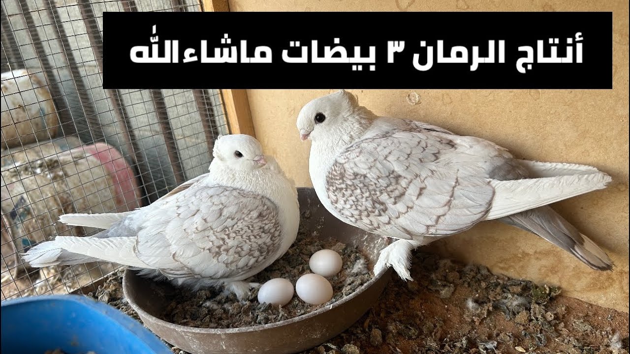 حمام حب الرمان جابت ٣ بيضات 🫨ماشاءالله