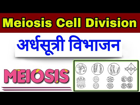 वीडियो: युग्मकों को समसूत्री विभाजन के स्थान पर अर्धसूत्रीविभाजन क्यों करना चाहिए?