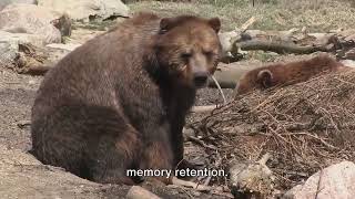 What Makes Brown Bears So Special?