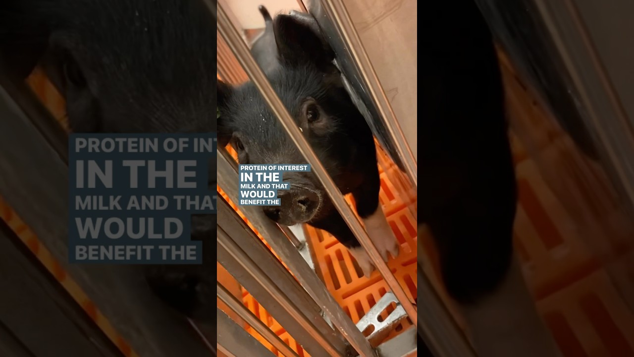 IMPROVED HEALTH OUTCOMES for PIGS and SOWS using FIBER SUPPLEMENTS