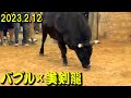 バブル×美剣龍(現：赤虎) 2023.2.12　【沖縄闘牛】