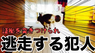 うさぎの逃走劇！遂にカメラが捉えた決定的瞬間！ #499