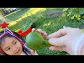 prepare vegetables to eat in the winter, npaj zaub cia noj lub caij ntuj no