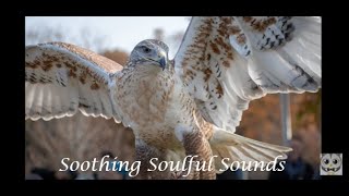 Amazing Pictures of Hawks, Falcons and Forests. Beautiful Relaxing Music. HD1080p screenshot 1