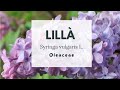 LILLÀ - Gemeiner Flieder - Lilac - Lila común - Lilas commun