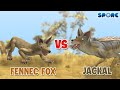 Fennec Fox vs Jackal | Canine Face-off [S1E5] | SPORE