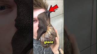Celebrity Top 3 Giant Animals Ever Caught on Camera! 🐌🐉🐇 #3 Is INSANE! #shorts #animals Net Worth