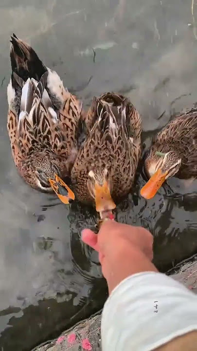 You close your eyes and listen carefully, the sound of rain hitting the tiles, bringing a   #0e47e