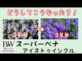 『貴重!!』突然全部の花の色が変わったスーパーベナの事をPWさんに聞いたら回答が衝撃的だった!!