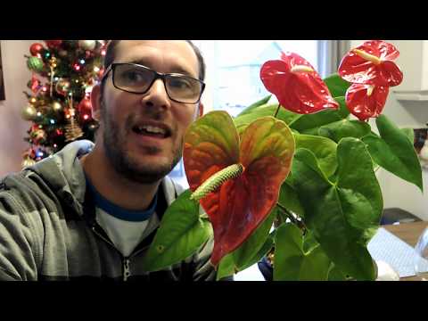 Video: Anthurium: Bloeiende Trope Op Die Vensterbank