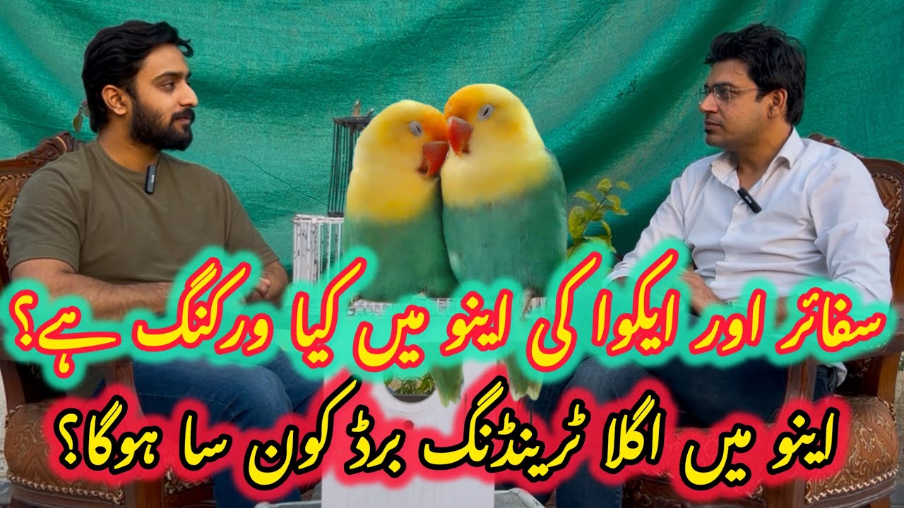 Aqua & Sapphire Ino Opline Working