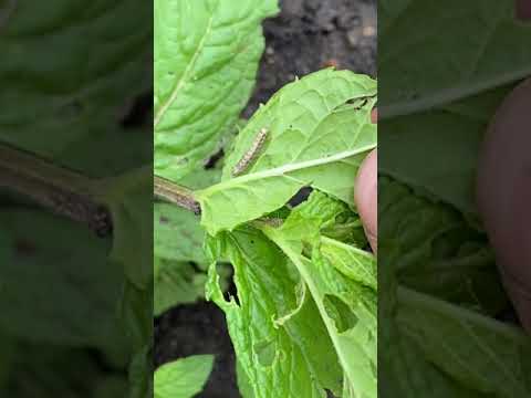 Video: Červi požírající mátu – informace o červech v mátových rostlinách