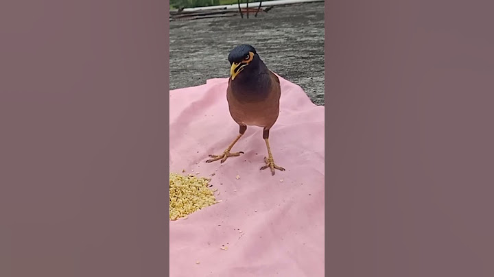 Melodious voice#short myna bird#surili awaaz# common maina bird sound
