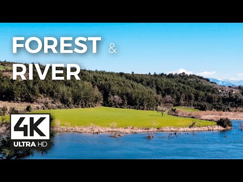 Nature Sounds Forest Sounds - Birds Singing River Flow Sound - Lake (4K)