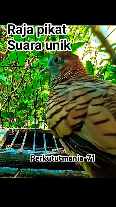 perkutut pikat gacor suara unik