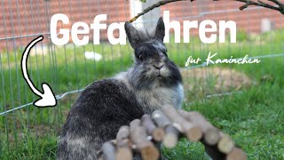 7 Gefahren für Kaninchen