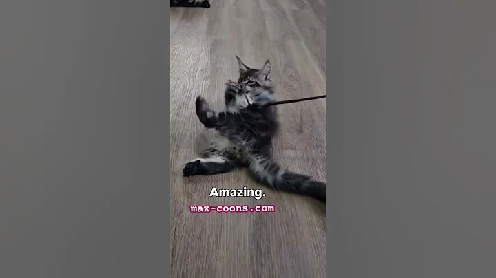 Watch the video about #mainecoons #mainecoonkittens #cuteanimals #shorts #pets #cutepets #gentlegiant #bestpets #adoptapet