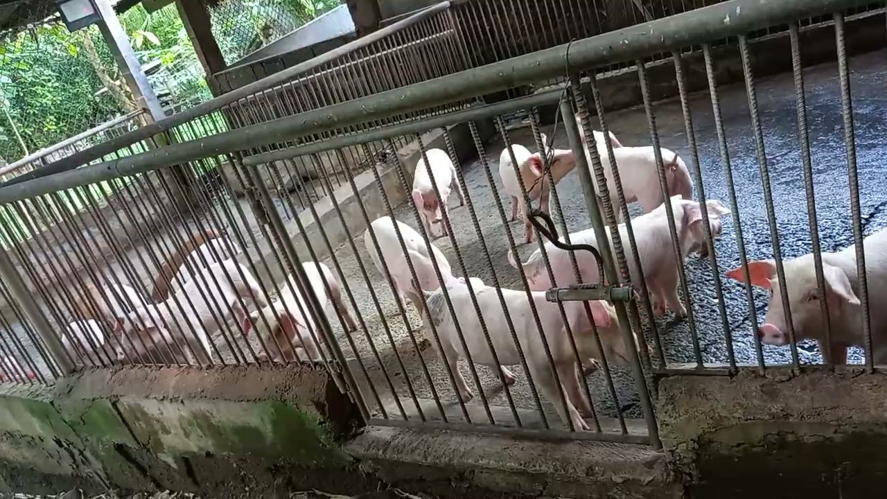 Mag Bababoy Backyard