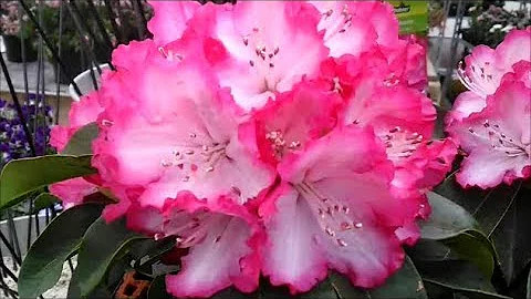 Princess of Flowers-Azalea 花中西施-杜鵑花 - 天天要聞