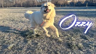 Great Pyrenees Ozzy From Aggressive to Confident!