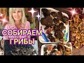 СОБИРАЕМ ГРИБЫ ТИХАЯ ОХОТА ПОГОДА ОСЕННЯЯ ТЁПЛАЯ