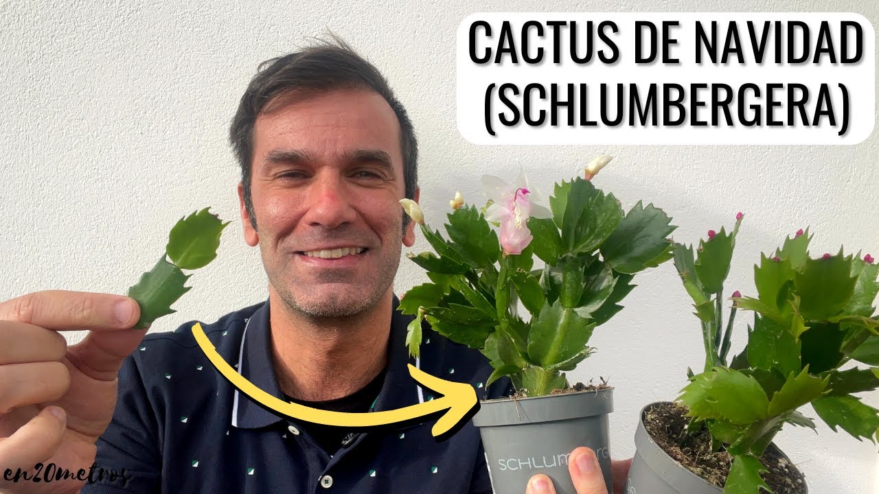 Christmas cactus care and curiosities - YouTube