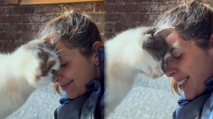 Moment a Stray Cat Realizes He's Going To Him Forever Home
