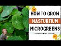 How to Grow Microgreens - Full Walkthrough with TIPS & TRICKS - Nasturtium - On The Grow