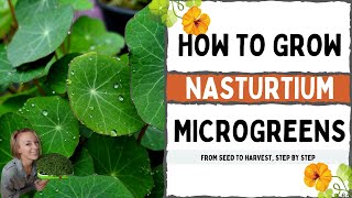 How to Grow Microgreens - Full Walkthrough with TIPS & TRICKS - Nasturtium - On The Grow