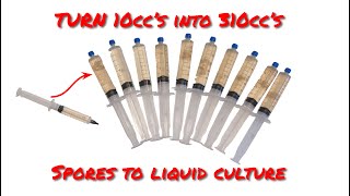 How I Turn a 10cc Spore Syringe into 310cc's of Mycelium Liquid Culture to Grow Mushrooms at Home