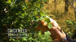 HELLO CHICKWEED: WILD SUPERFOOD!