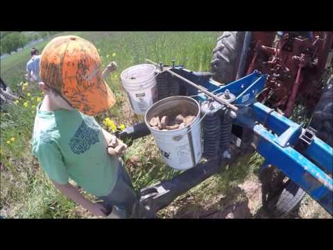 Video: No-till Technology For Growing Early Potatoes