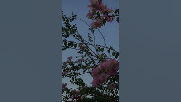 سوره ص الآيه 44
