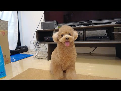 新年最初のテディベアカットにしたらなぜかずっとテンションが高い犬w【トイプードル】
