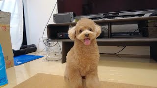 新年最初のテディベアカットにしたらなぜかずっとテンションが高い犬w【トイプードル】