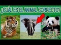 ¿CUÁL ES EL ANIMAL CORRECTO? Trivia/Test