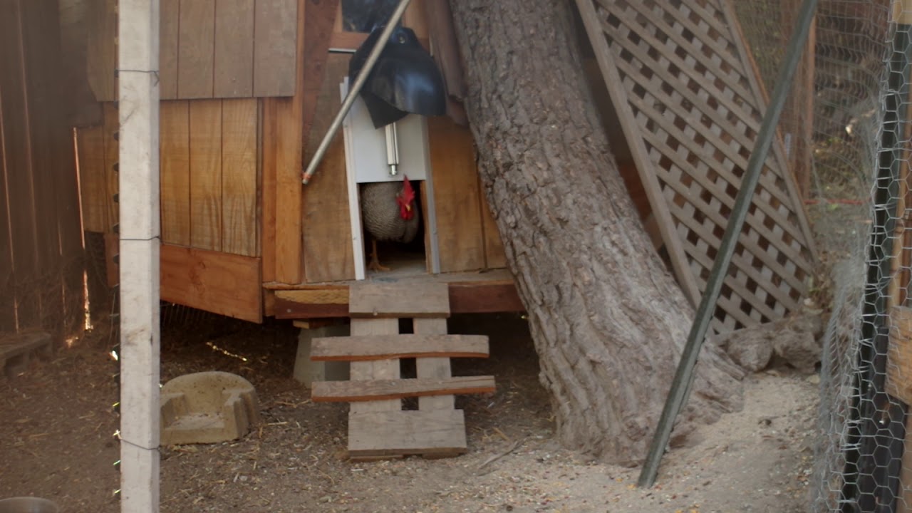 Hey Ladies Chickens Use Thier New Autocoop For The First Time